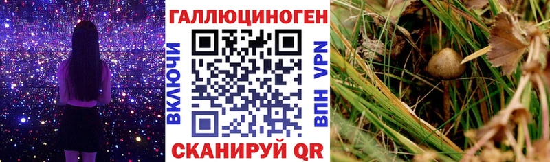 Псилоцибиновые грибы Psilocybe  Змеиногорск 